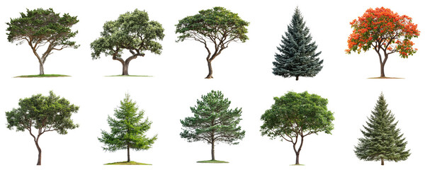 Collection of Diverse Trees with Varied Foliage and Shapes for Natural Environment Backgrounds and Landscapes. Large Multiple Plant and Nature Collection Set Isolated on Transparent Background