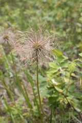 Fototapeta premium Pulsatilla alpina in Alaska