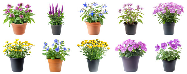 Collection of Colorful Flower Pots with Various Types of Blooming Plants Displayed in Bright and...