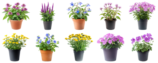 Collection of Colorful Flower Pots with Various Types of Blooming Plants Displayed in Bright and Fresh Arrangements. Large Multiple Plant and Nature Collection Set Isolated on Transparent Background