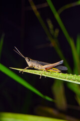 grasshopper on a leaf