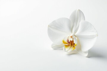 Delicate white orchid blossom on pure white backdrop, soft, spa