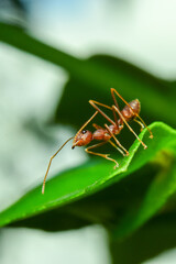 close up of an ant on a leaf