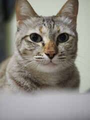 A cat is planning to play with his owner hands