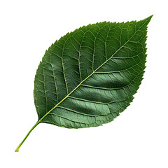 Fototapeta premium Single Green Leaf Isolated on Black Background,