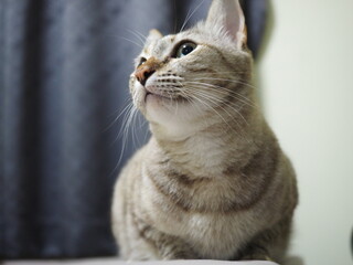 Cat is aiming a little gecko on the wall