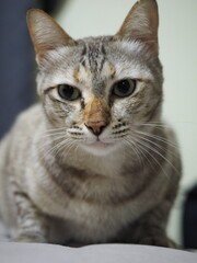 Cat in a position of victim staring