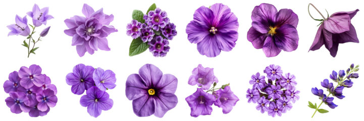 A Stunning Collection of Various Purple Flowers Displaying Unique Textures and Shapes for Floral Design Inspiration. Large Multiple Plant and Nature Collection Set Isolated on Transparent Background
