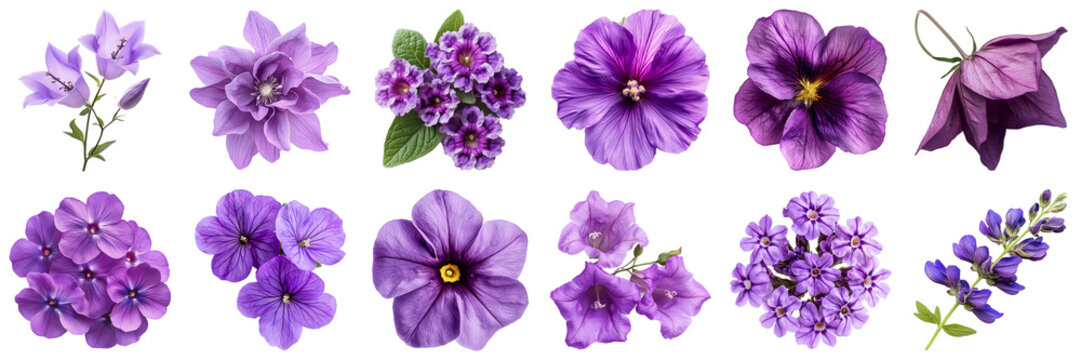 A Stunning Collection of Various Purple Flowers Displaying Unique Textures and Shapes for Floral Design Inspiration. Large Multiple Plant and Nature Collection Set Isolated on Transparent Background