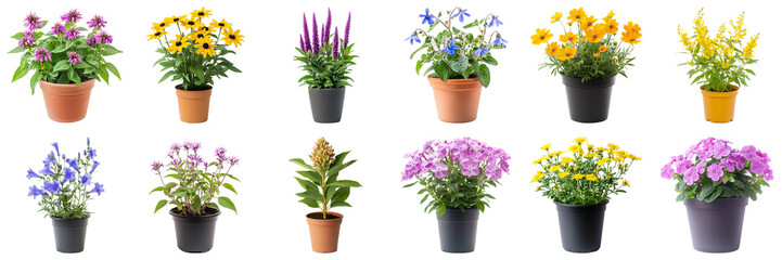 Colorful Arrangement of Varied Potted Flowers in Bright Sunlight for Garden Decor and Home Aesthetics. Large Multiple Plant and Nature Collection Set Isolated on Transparent Background
