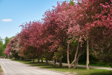 Naklejka premium Blooming apple trees with pink flowers. Apple-tree alley garden