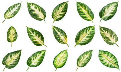 Collection of Diverse Green Leaves with Variegated Patterns on White Background for Creative Use....
