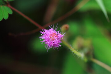 The Graceful Beauty of Mimosoideae Plants