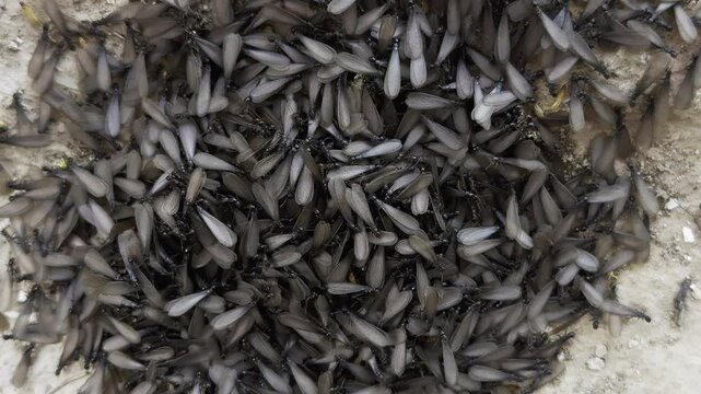 Animal Insect Winged Ant on Stone