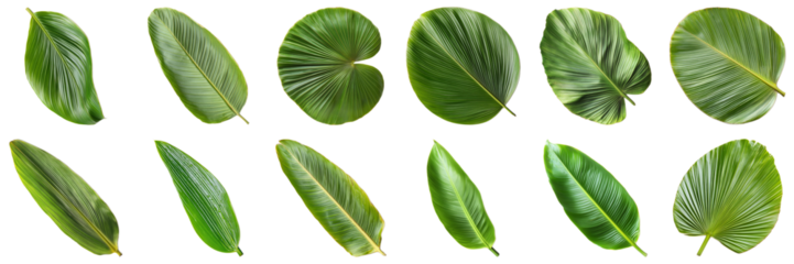 Versatile Collection of Tropical Leaves in Various Shapes and Textures Isolated on White Background for Nature Themes. Large Multiple Plant and Nature Collection Set Isolated on Transparent Background