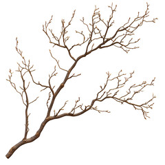 Obraz premium Bare Branch with Tiny Buds Spring Awakening