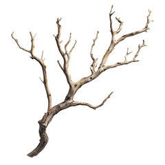 Fototapeta premium Dried tree branch isolated on black background nature texture design element