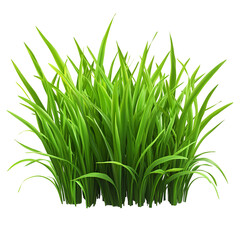 Lush green grass blades isolated on black background