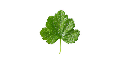 Fototapeta premium Close-up of a vibrant green leaf, glistening with water droplets