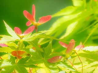 モミジの新緑。かわいい小さなプロペラのような形をした種のクローズアップ。