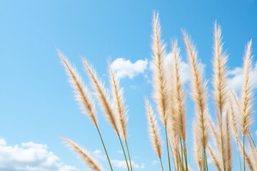 Obraz premium pampas grass blowing in the wind against a blue sky