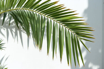 Fototapeta premium palm tree casts a shadow on a white wall2