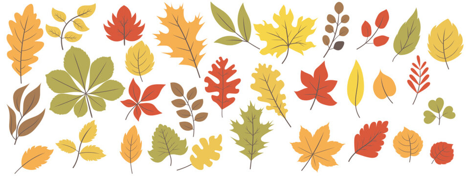 Set of autumn leaves from different trees, oak, maple, chestnut. Simple, yellow, red, orange fall leaf set for pattern, banner, sticker, Hello autumn card. Flat vector illustration on white background