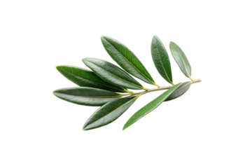 Green olive branch with glossy, elongated leaves spreading from a pale central stem, isolated on a transparent background