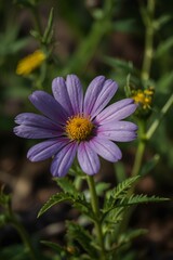 Fototapeta premium purple flower in a garden