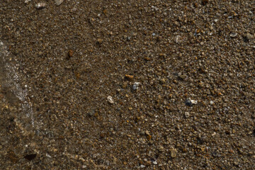 Macro closeup reveals ants on the rough textured ground near the sandy beach