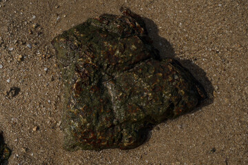 Macro closeup reveals ants on the rough textured ground near the sandy beach