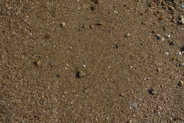 Macro closeup reveals ants on the rough textured ground near the sandy beach