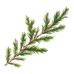 Fototapeta premium Watercolor painting of a pine branch green needles nature botanical illustration