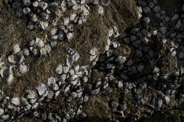 Coastal nature and rocks on the beach with lots of shells
