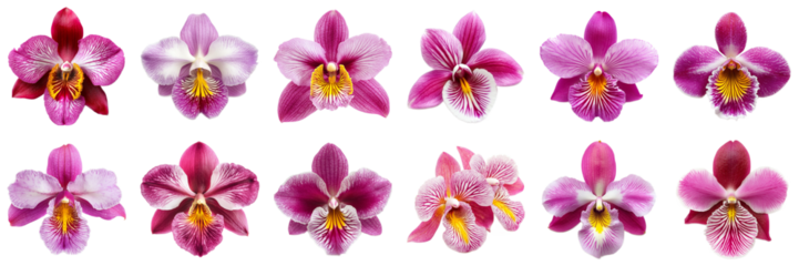 A Vibrant Collection of Various Orchids Showcasing Unique Petal Patterns and Colors. Large Multiple Plant and Nature Collection Set Isolated on Transparent Background