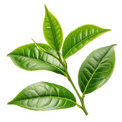 Obraz premium beautiful tea leaves png green tea leaves png fresh herbal leaves png tea plant png transparent background image