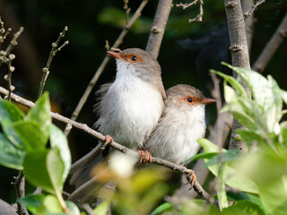Two Female Superb Fairywren (Malurus cyaneus) perched close together on a branch.