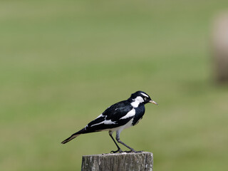 Magpie Lark (Grallina cyanoleuca) perched on a timber fence post.