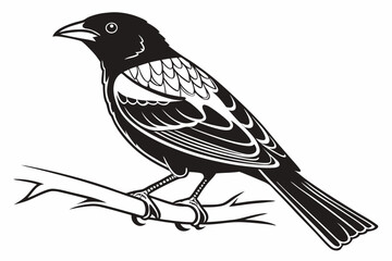tanager sihouette black vector white