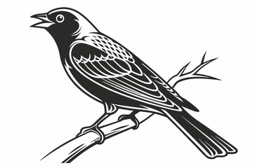 tanager sihouette black vector white
