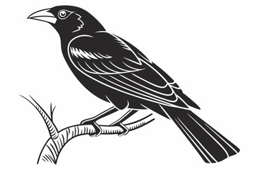 tanager sihouette black vector white