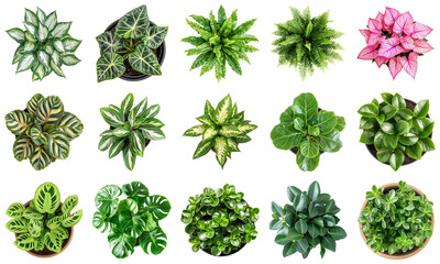 Collection of Diverse Houseplants Displayed in Stylish Pots for Home Decor and Interior Greenery. Large Multiple Plant and Nature Collection Set Isolated on Transparent Background