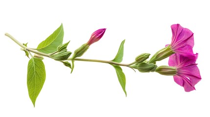 Four O'Clock Plant Blossom Magenta Petals, Green Leaves, Bud on a White Background