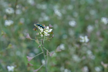 green beetle on shepherd's purse plant
