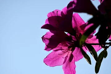 Fotobehang つつじ © tutomu83