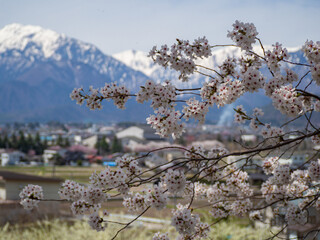 春の北アルプスと市街地の街並み　長野県大町市