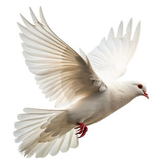 Obraz premium dove flying png white dove png soaring bird png peace bird png transparent background image