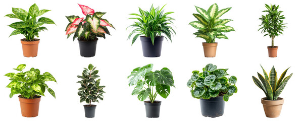 Collection of Indoor Potted Plants in Various Sizes and Styles for Home Decor and Gardening...