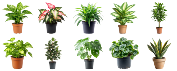 Collection of Indoor Potted Plants in Various Sizes and Styles for Home Decor and Gardening Enthusiasts. Large Multiple Plant and Nature Collection Set Isolated on Transparent Background