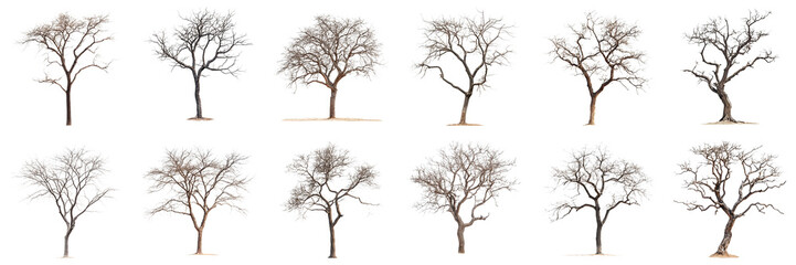 Diverse Collection of Bare Trees in Various Shapes and Forms for Natural Landscape Illustrations....